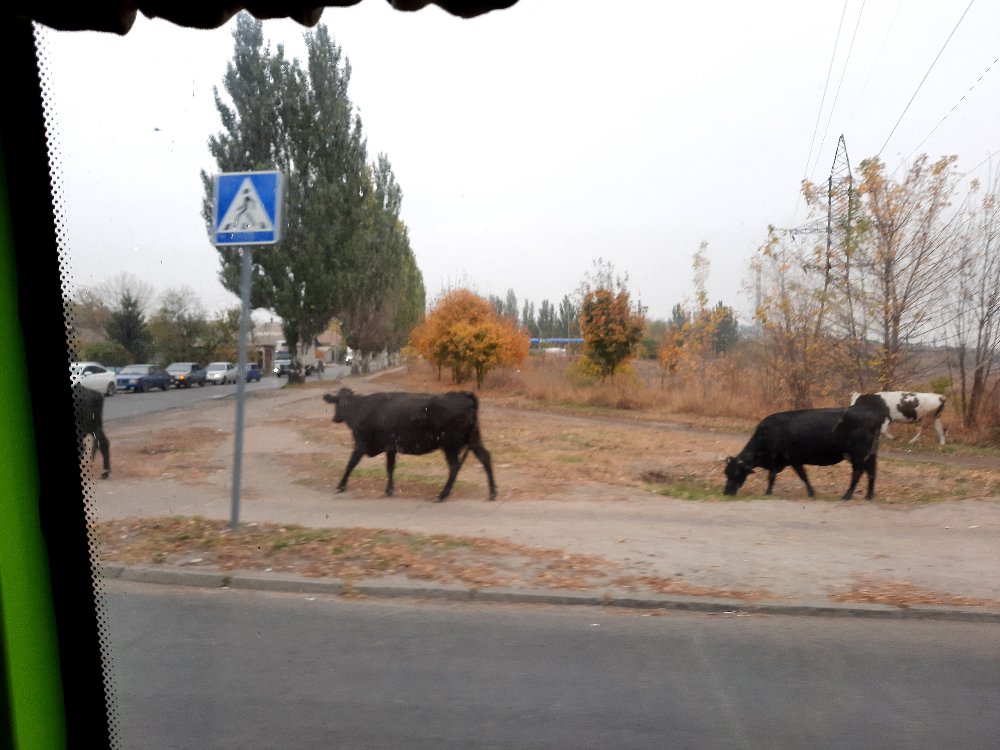 123001981 465865637722247 8918487861352402524 n