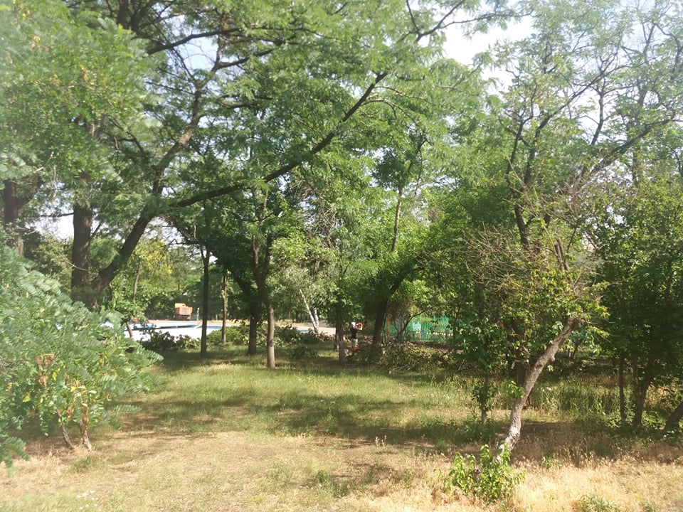 V Kramatorske pri blagoustrojstve skvera Profsojuzov snosjat starye derevja 1