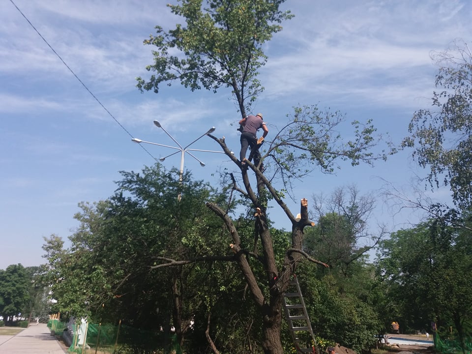 V Kramatorske pri blagoustrojstve skvera Profsojuzov snosjat starye derevja 2