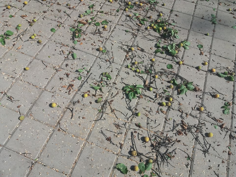 V Kramatorske pri blagoustrojstve skvera Profsojuzov snosjat starye derevja 8