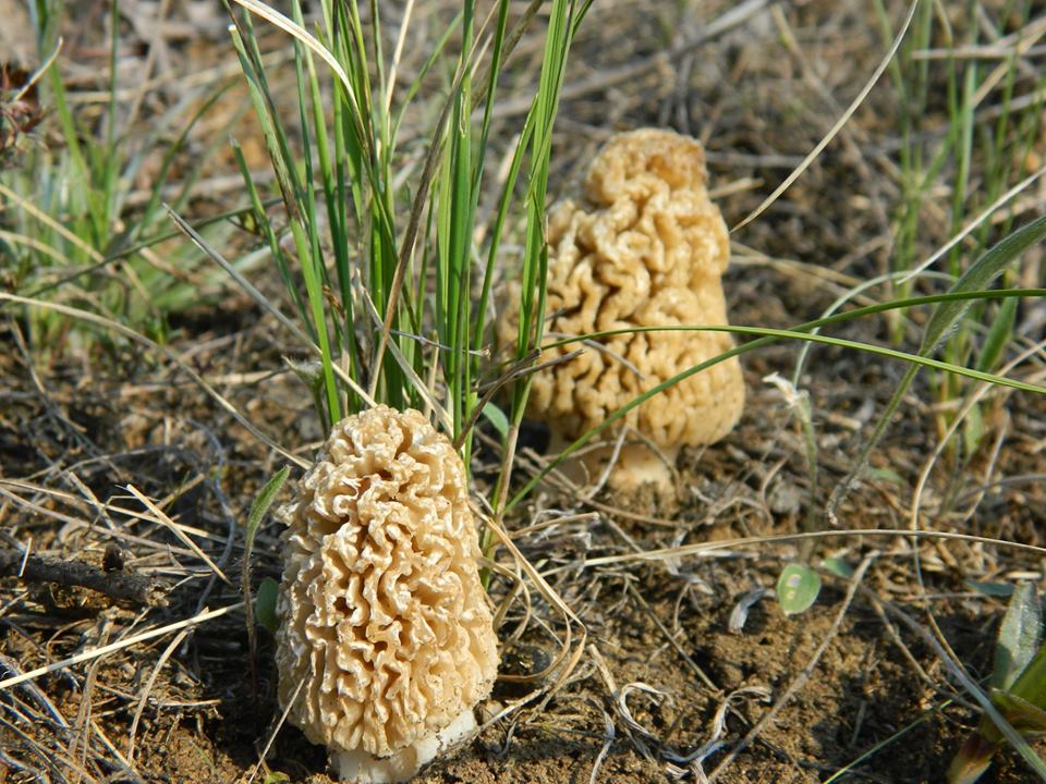 ekosistemy kramatorsk 3