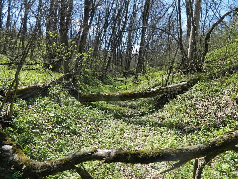 ekosistemy kramatorsk