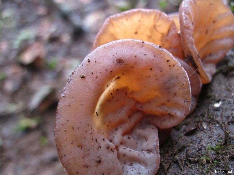 аурикуллярия