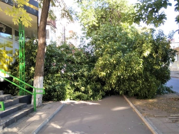 rukhnulo derevo b hmelnitskogo kramatorsk 1