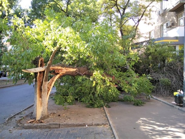 rukhnulo derevo b hmelnitskogo kramatorsk 3