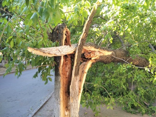 rukhnulo derevo b hmelnitskogo kramatorsk 4