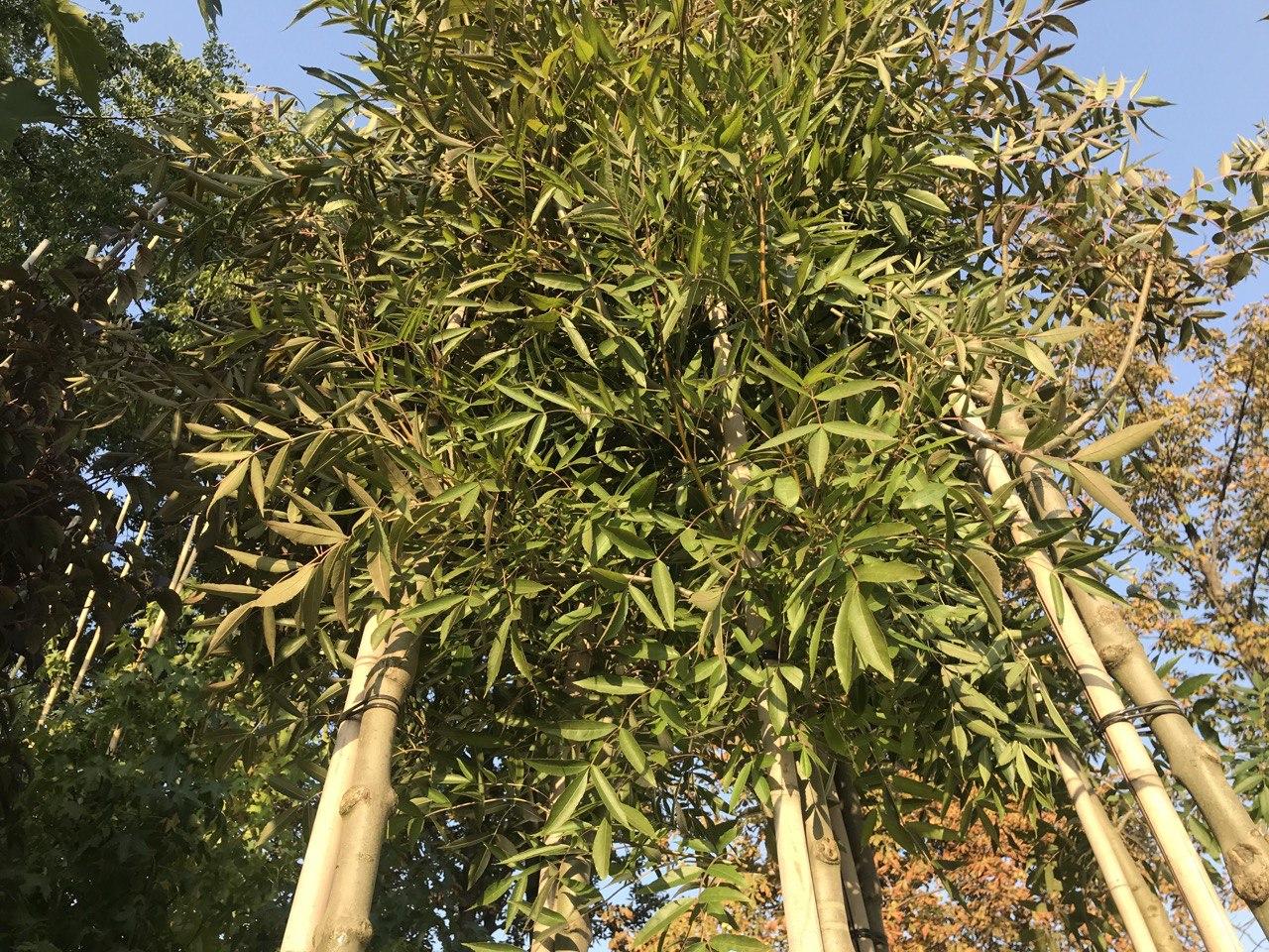 kramatorsk sad bernatskogo1