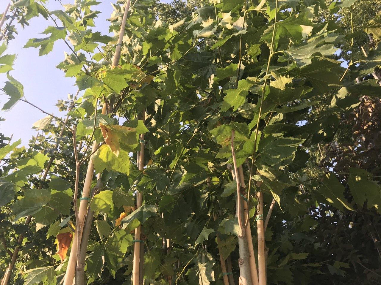 kramatorsk sad bernatskogo2