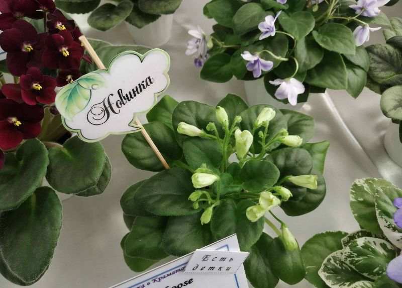 vystavka fialok kramatorsk.jpg0