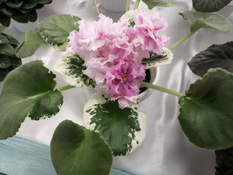 vystavka fialok kramatorsk.jpg2