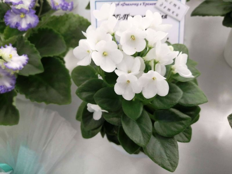 vystavka fialok kramatorsk.jpg3