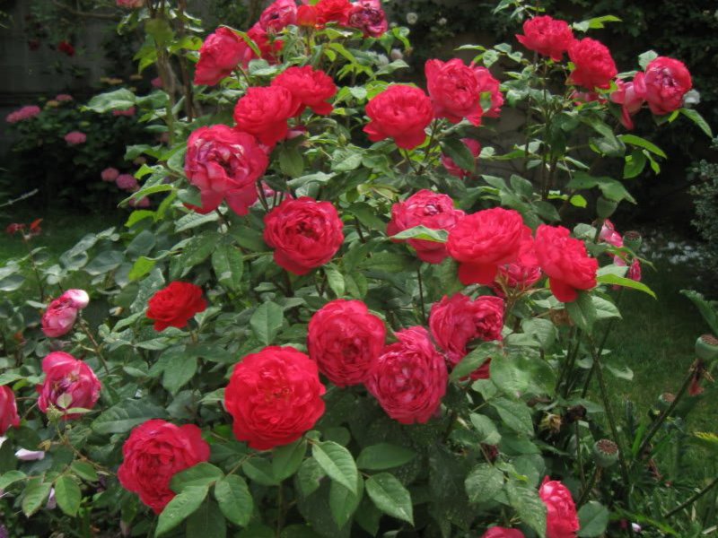 rosa benjamin britten