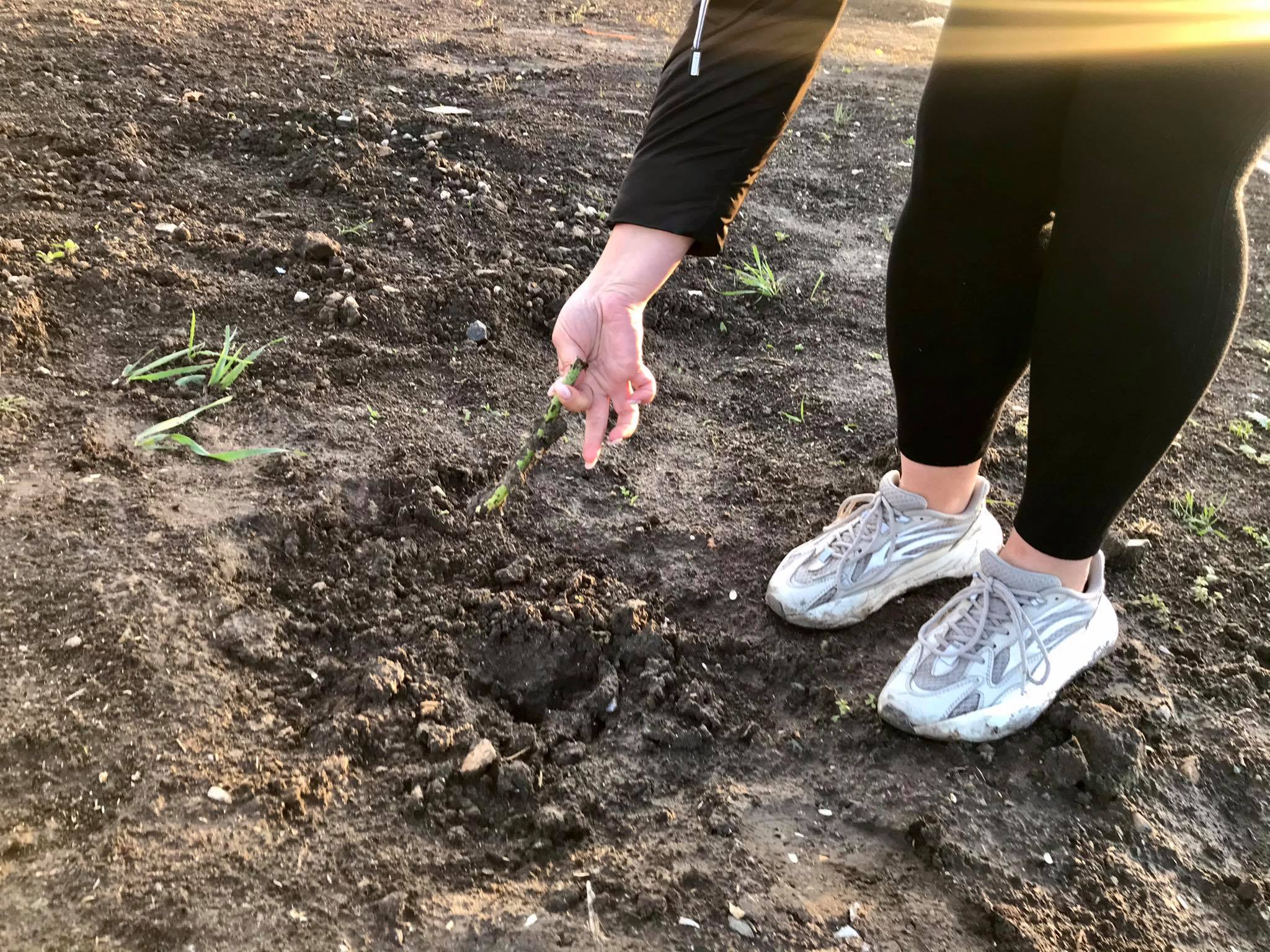 sad bernatskogo park rozi2