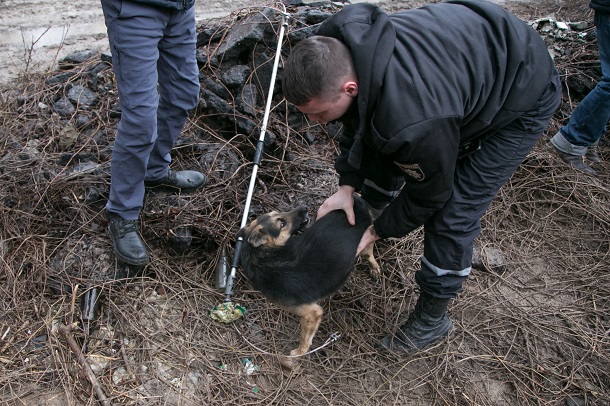 V Kramatorske vytashhili sobaku iz kanalizacionnogo ljuka 6