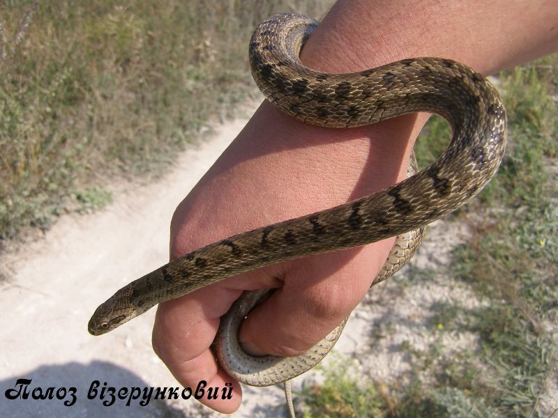 zmei doneckoj oblasti.jpg3