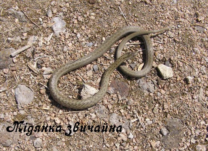 zmei doneckoj oblasti.jpg4