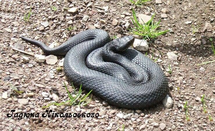 zmei doneckoj oblasti.jpg5