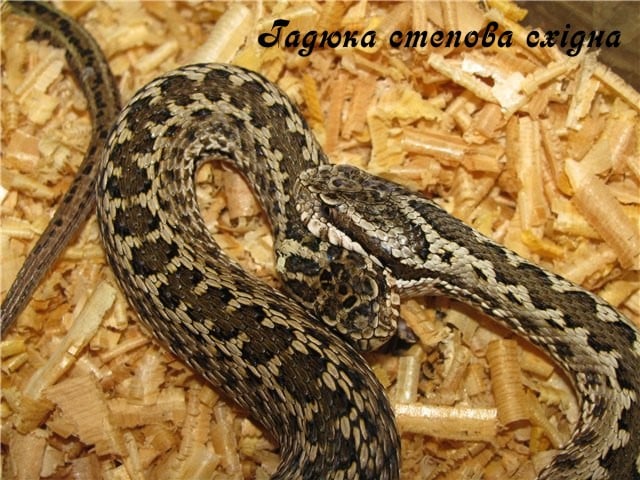 zmei doneckoj oblasti.jpg6