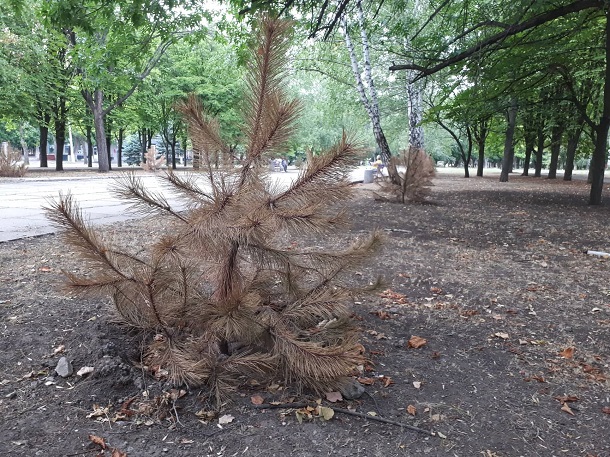 37815592 2100462750217272 1361039157161361408 n