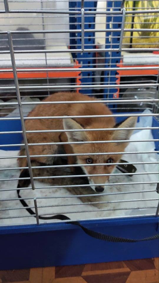 82273810 3327553650588725 3115139157018542080 n