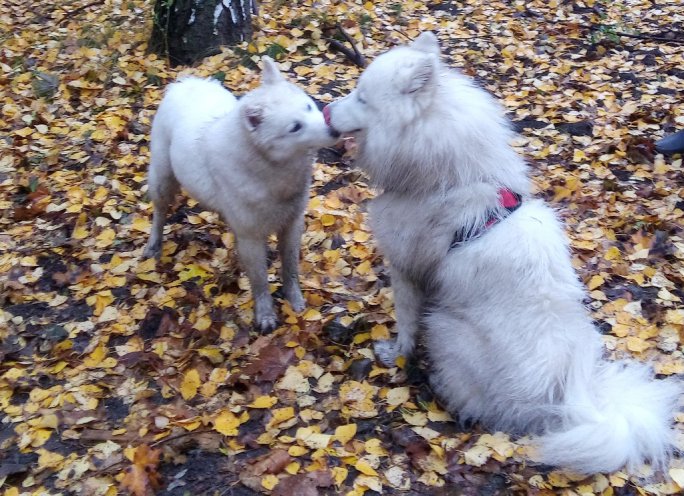 Осенний поцелуй.Айза+Лаки)