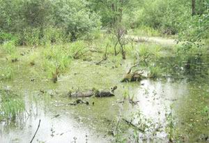 Болота красивы дикой, первобытной красотой