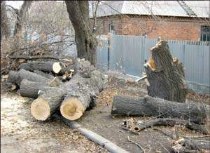 Деревья, сломанные ураганом, стали причиной многочисленных порывов проводов