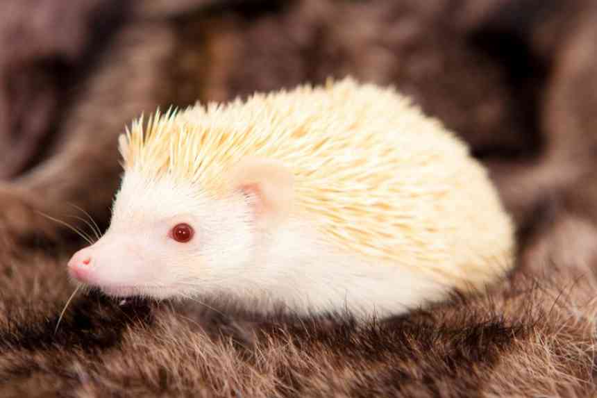 1496994439 shutterstock 130435895