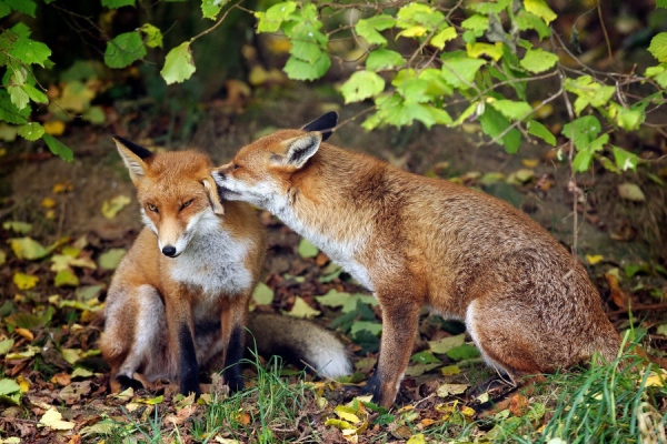 fox couple tenderness grass 72005 3840x2400
