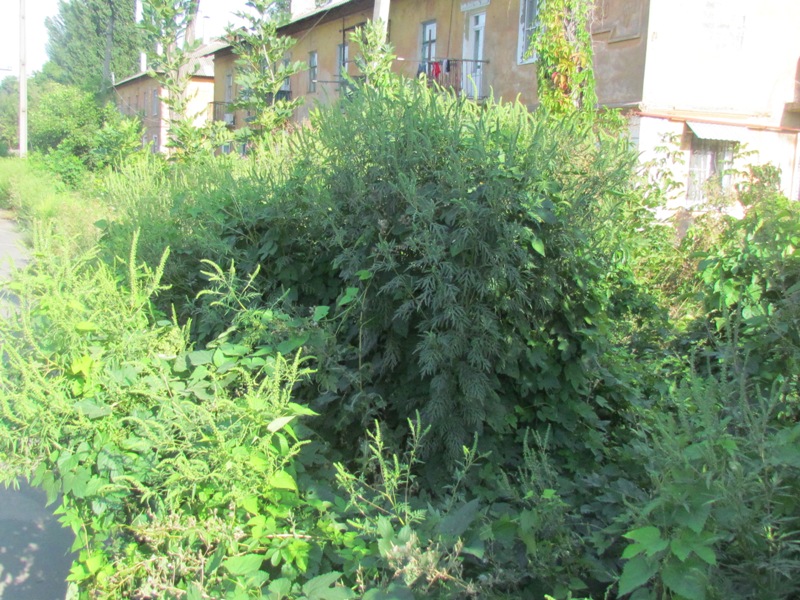 IMG 0039