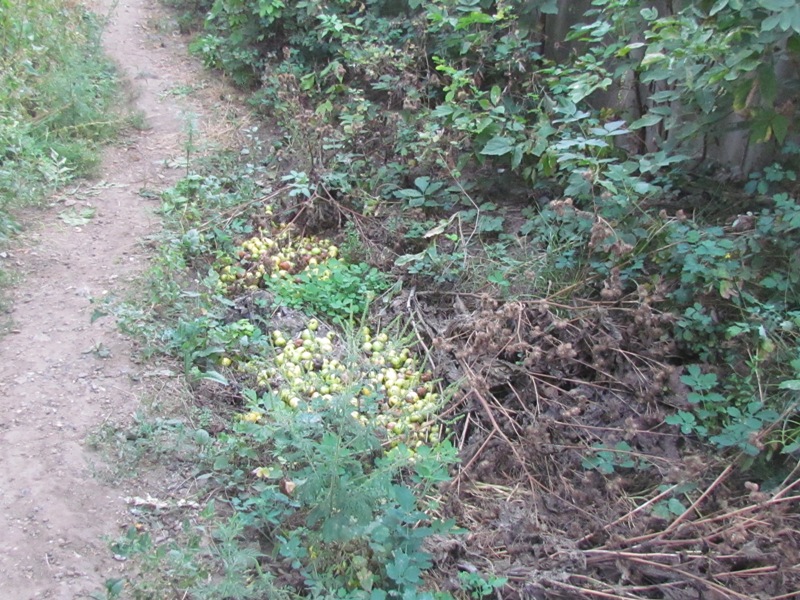 IMG 009894
