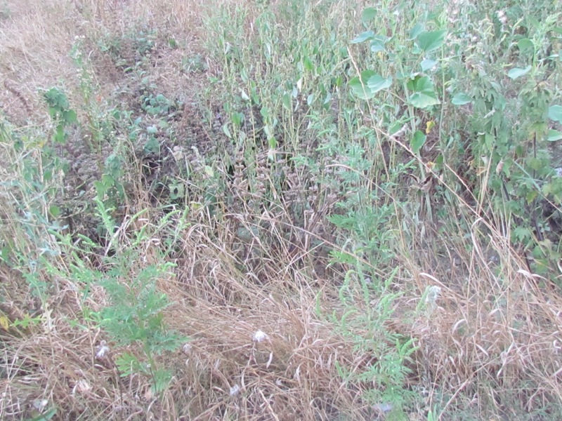 IMG 009995