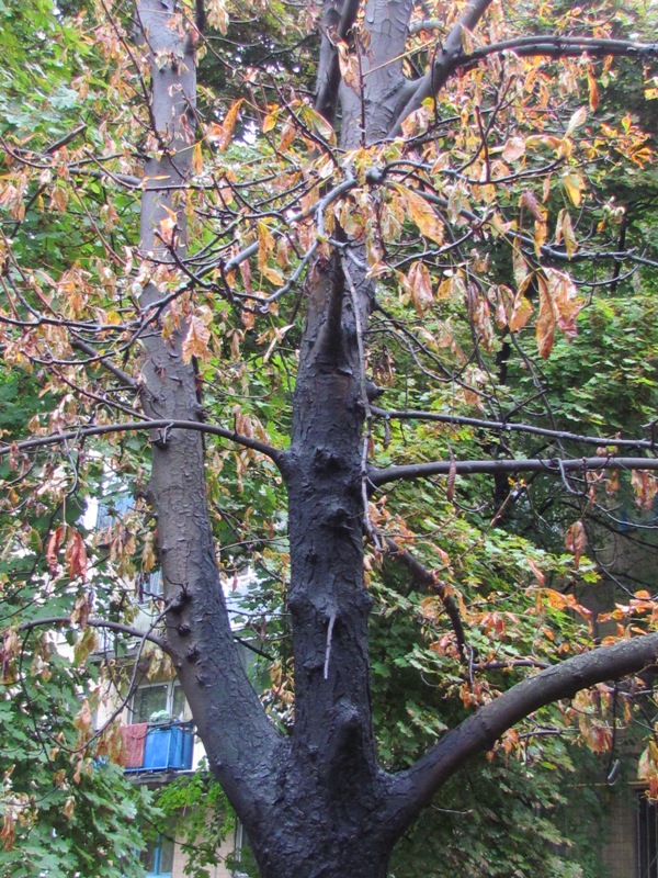 IMG 000600001