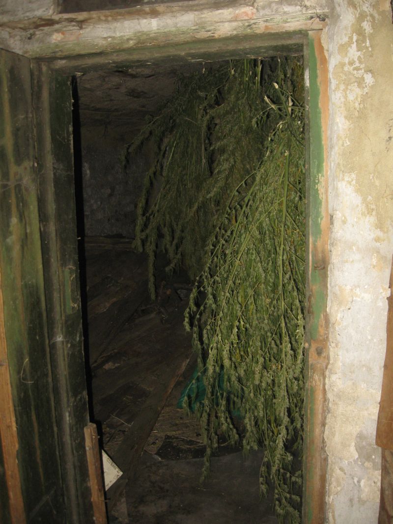 IMG 0387