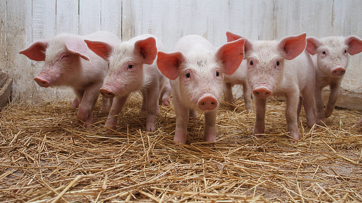 f 4749368171472631061