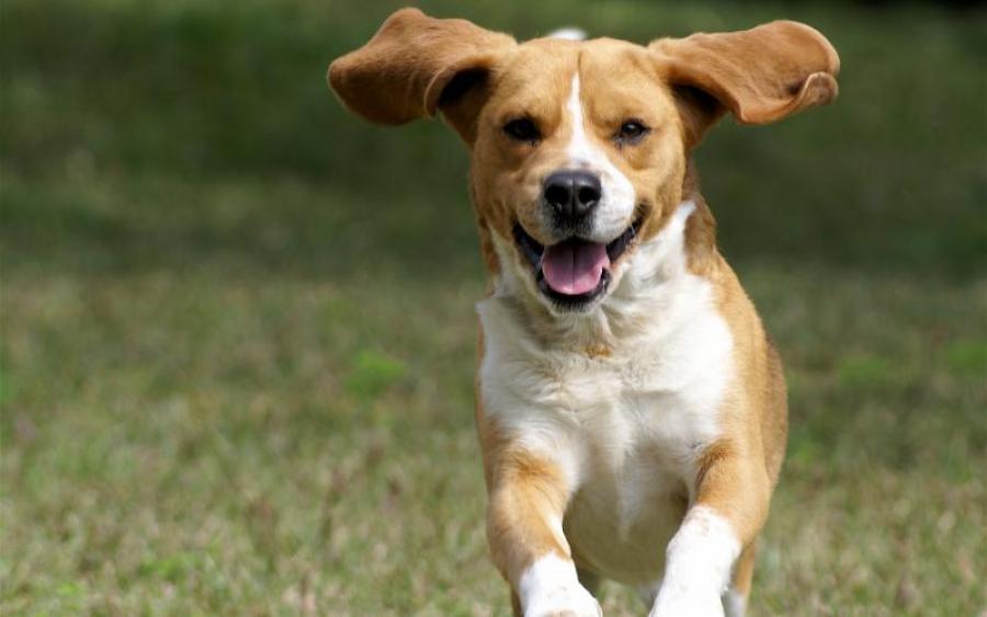 9 science backed reasons to own a dog