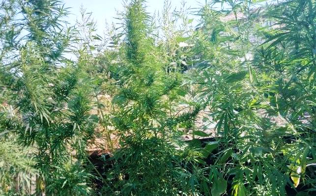 u kramatorchanina nashli kannabis mak i samogon
