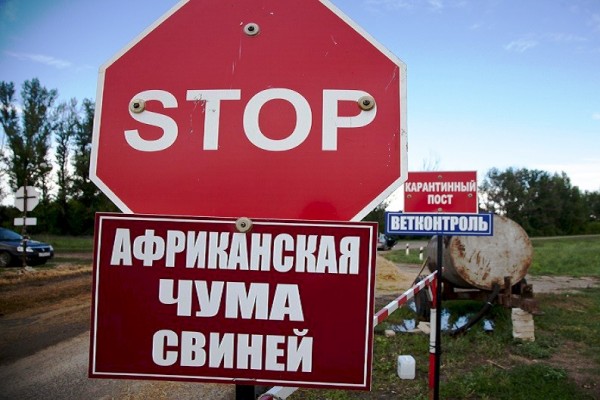 afrikanskaia chuma svinei