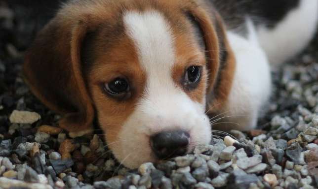 dog 2449668 1280