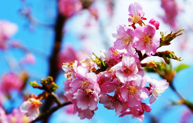 v kramatorske zatsvetet sakura