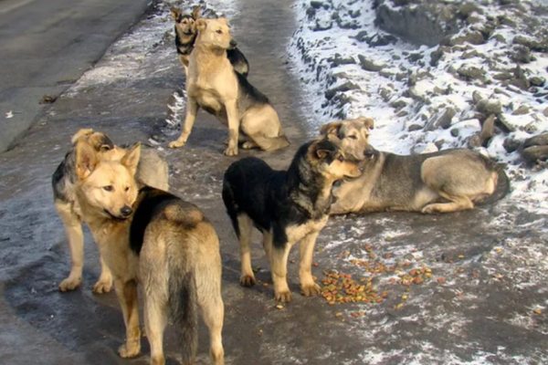 собака 1