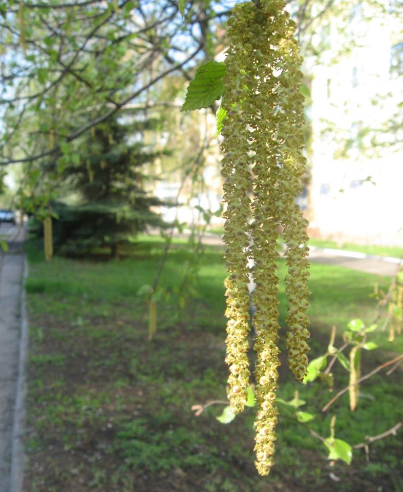 kononova
