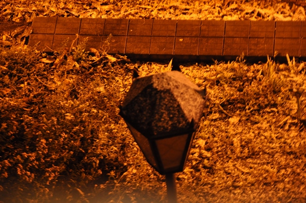 DSC 0008 копия