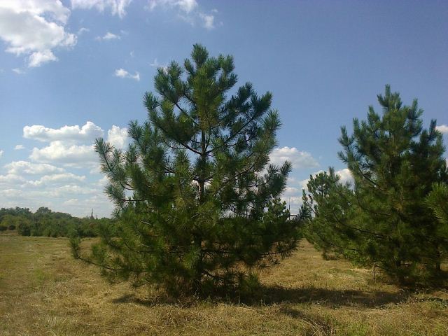 kramatorsk ozelenyat 4