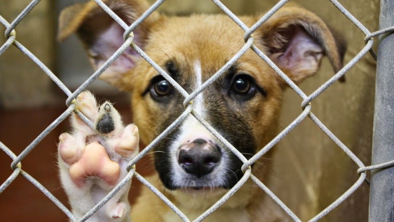 1454182196tennessee animal abuse 5b262cfad46f1