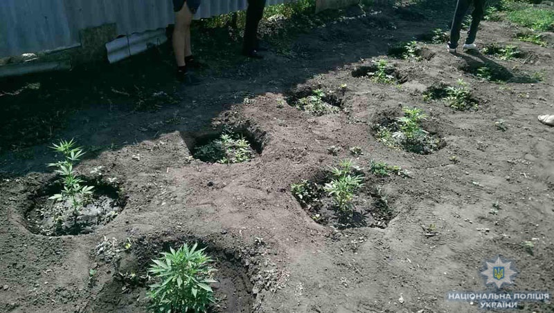 kannabis2