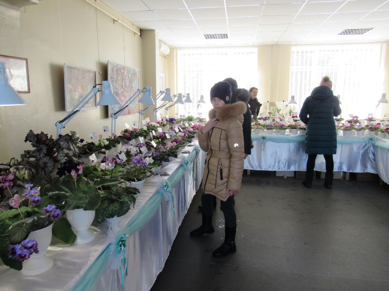 fialki kramatorsk.JPG3