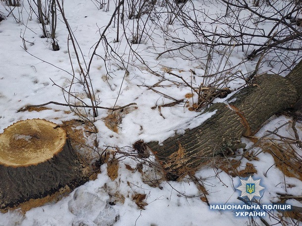 V Kramatorske policija otkryla kriminalnoe delo po faktu nezakonnoj vyrubki lesa 4