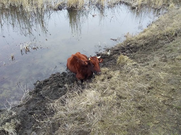 V Kramatorske v reke Bychok zastrjala korova 2