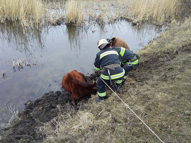 V Kramatorske v reke Bychok zastrjala korova 4